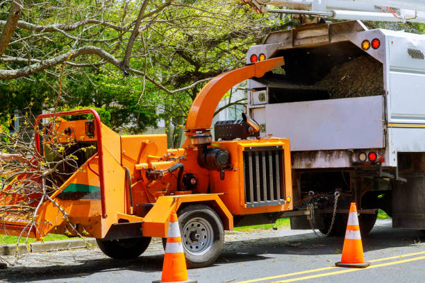 Tree Removal for Businesses in Mercer Island, WA